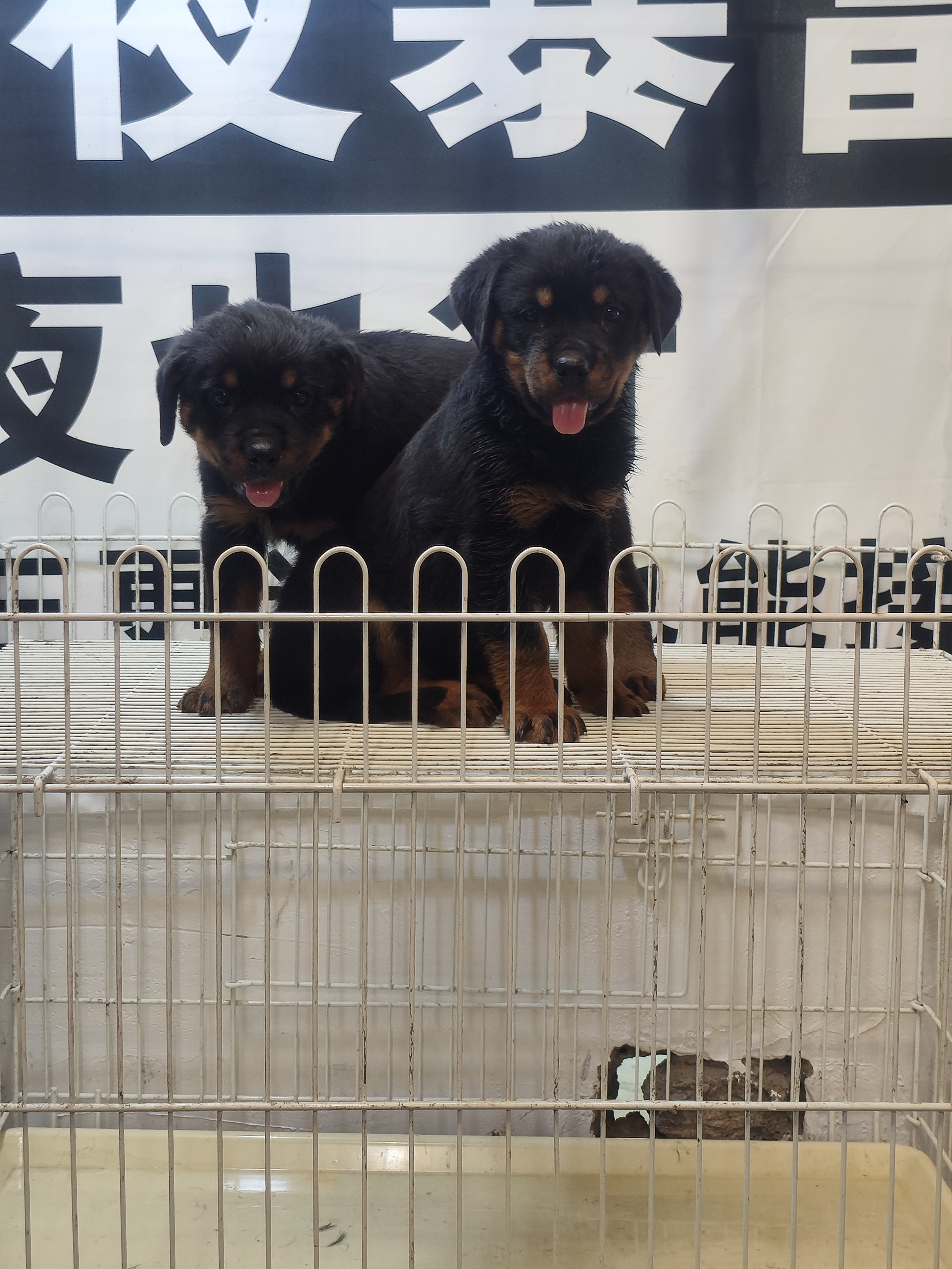 罗威纳。公母都有。